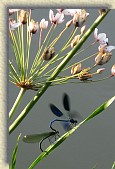 Dragonflies1 * Artistic photo of two dragonflies on the bank of Neris River. * 1074 x 1611 * (276KB)