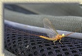 Insect * Closeup of an insect (a local species of Lacewing) * 2676 x 1784 * (741KB)