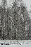 Trees_Winter1