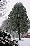 Trees_Winter2