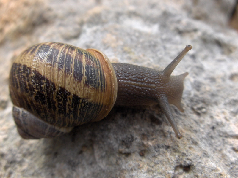 Cantareus aspersus (Brown garden snail). This page is part of www.MaltaWildPlants.com website by Stephen Mifsud, Malta