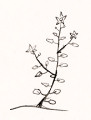 Online Flora of the Maltese Islands  2002-2019)