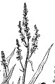 Online Flora of the Maltese Islands  2002-2019)