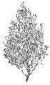 Online Flora of the Maltese Islands  2002-2019)