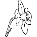 Online Flora of the Maltese Islands 2002-2019)