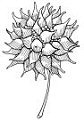 Online Flora of the Maltese Islands  2002-2019)