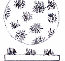 Online Flora of the Maltese Islands  2002-2026)