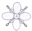 Online Flora of the Maltese Islands  2002-2019)