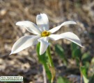 Narcissus deficiens (Triparted-crown late Narcissus) - CLICK TO ENLARGE PHOTO