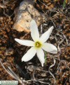Narcissus deficiens (Triparted-crown late Narcissus) - CLICK TO ENLARGE PHOTO