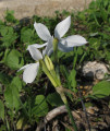 Narcissus deficiens (Triparted-crown late Narcissus) - CLICK TO ENLARGE PHOTO