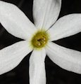 Narcissus deficiens (Triparted-crown late Narcissus) - CLICK TO ENLARGE PHOTO