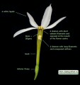 Narcissus deficiens (Triparted-crown late Narcissus) - CLICK TO ENLARGE PHOTO