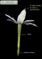 Narcissus deficiens (Triparted-crown late Narcissus) - CLICK TO ENLARGE PHOTO