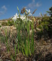 Narcissus deficiens (Triparted-crown late Narcissus) - CLICK TO ENLARGE PHOTO