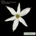 Narcissus deficiens (Triparted-crown late Narcissus) - CLICK TO ENLARGE PHOTO