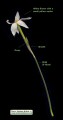 Narcissus deficiens (Triparted-crown late Narcissus) - CLICK TO ENLARGE PHOTO