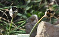 Narcissus deficiens (Triparted-crown late Narcissus) - CLICK TO ENLARGE PHOTO