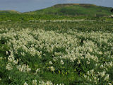 Narcissus tazetta subsp. tazetta (French Daffodil) - CLICK TO ENLARGE PHOTO