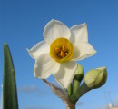 Narcissus tazetta subsp. tazetta (French Daffodil) - CLICK TO ENLARGE PHOTO