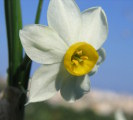 Narcissus tazetta subsp. tazetta (French Daffodil) - CLICK TO ENLARGE PHOTO