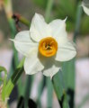 Narcissus tazetta subsp. tazetta (French Daffodil) - CLICK TO ENLARGE PHOTO