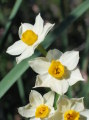 Narcissus tazetta subsp. tazetta (French Daffodil) - CLICK TO ENLARGE PHOTO