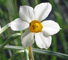 Narcissus tazetta subsp. tazetta (French Daffodil) - CLICK TO ENLARGE PHOTO