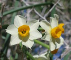 Narcissus tazetta subsp. tazetta (French Daffodil) - CLICK TO ENLARGE PHOTO