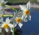 Narcissus tazetta subsp. tazetta (French Daffodil) - CLICK TO ENLARGE PHOTO