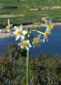 Narcissus tazetta subsp. tazetta (French Daffodil) - CLICK TO ENLARGE PHOTO