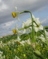 Narcissus tazetta subsp. tazetta (French Daffodil) - CLICK TO ENLARGE PHOTO