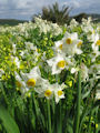 Narcissus tazetta subsp. tazetta (French Daffodil) - CLICK TO ENLARGE PHOTO