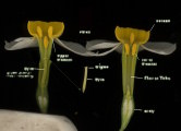 Narcissus tazetta subsp. tazetta (French Daffodil) - CLICK TO ENLARGE PHOTO