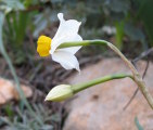 Narcissus tazetta subsp. tazetta (French Daffodil) - CLICK TO ENLARGE PHOTO