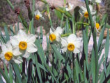 Narcissus tazetta subsp. tazetta (French Daffodil) - CLICK TO ENLARGE PHOTO