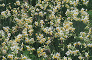 Narcissus tazetta subsp. tazetta (French Daffodil) - CLICK TO ENLARGE PHOTO