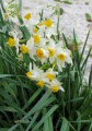 Narcissus tazetta subsp. tazetta (French Daffodil) - CLICK TO ENLARGE PHOTO
