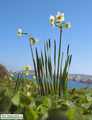 Narcissus tazetta subsp. tazetta (French Daffodil) - CLICK TO ENLARGE PHOTO