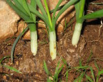 Narcissus tazetta subsp. tazetta (French Daffodil) - CLICK TO ENLARGE PHOTO