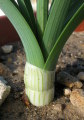 Narcissus tazetta subsp. tazetta (French Daffodil) - CLICK TO ENLARGE PHOTO