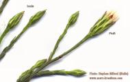 Aster squamatus (Narrow-leaved aster) - CLICK TO ENLARGE PHOTO