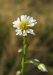 Aster squamatus (Narrow-leaved aster) - CLICK TO ENLARGE PHOTO