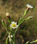 Aster squamatus (Narrow-leaved aster) - CLICK TO ENLARGE PHOTO