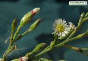 Aster squamatus (Narrow-leaved aster) - CLICK TO ENLARGE PHOTO