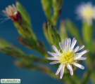 Aster squamatus (Narrow-leaved aster) - CLICK TO ENLARGE PHOTO