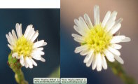 Aster squamatus (Narrow-leaved aster) - CLICK TO ENLARGE PHOTO