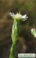 Aster squamatus (Narrow-leaved aster) - CLICK TO ENLARGE PHOTO