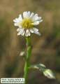 Aster squamatus (Narrow-leaved aster) - CLICK TO ENLARGE PHOTO