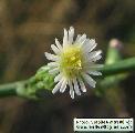 Aster squamatus (Narrow-leaved aster) - CLICK TO ENLARGE PHOTO